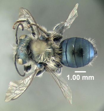 Media type: image;   Entomology 610958 Aspect: habitus dorsal view